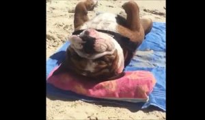Un chien fait bronzette sur la plage