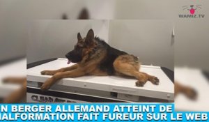 Un berger allemand atteint de malformation fait fureur sur le web ! Tout de suite dans la minute chien #159