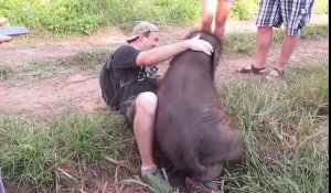 Quand l’éléphant ne cache pas son amour pour un touriste !