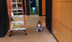 Un bulldog a peur de marcher devant une échelle.. Marche arrière toute !