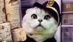 Le chat policier