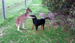 Un kangourou et un chien meilleurs amis, c'est possible