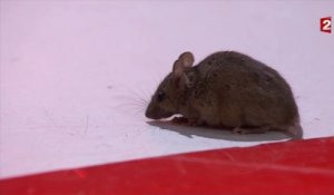 Une souris sur le plateau de Vivement Dimanche ! - ZAPPING TÉLÉ BEST OF SPÉCIAL ANIMAUX DU 28/03/16