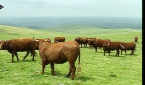 Un cas de "vache folle" confirmé dans les Ardennes