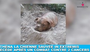 Athéna la chienne sauvée in extremis décède après un combat contre 2 cancers... Plus d'infos dans la minute chien #169