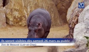 Hippopotames au Zoo de Beauval: Ouverture d'un enclos unique au monde