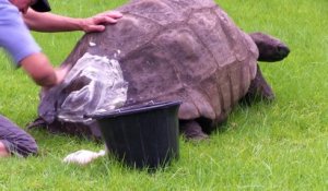 Une tortue de 184 ans prend son bain pour la première fois...