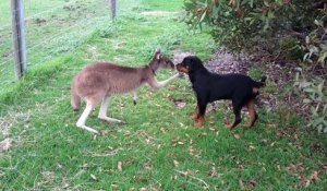 L'étonnante amitié d'un kangourou avec un chien