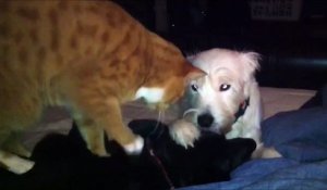 Lorsqu Un Chat Se Fait Frapper Injustement Par Son Frere Hilarant Sur Orange Videos