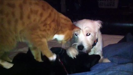 Moment Detente Pour Ce Chien Qui Se Fait Masser Par Un Chien Et Un Chat Sur Orange Videos