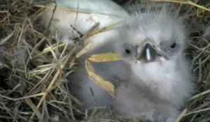 Des bébés aigles d'amérique filmés dans leur nid après leur naissance...