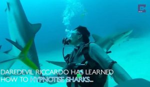 Ce plongeur hypnotise un requin avec sa main !