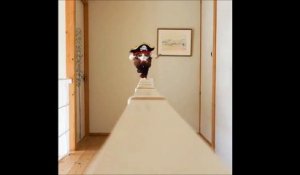 Le Chat Qui Attaque Un Ours Des Montagnes Sur Orange Videos