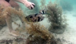 Ce plongeur téméraire sauve un poisson porc-épic piégé dans un filet. Mais ce qu’il voit juste à côté de lui est vraiment troublant !