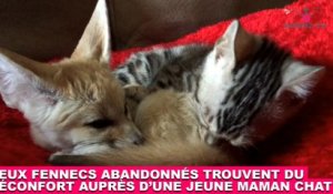 Deux fennecs abandonnés trouvent du réconfort auprès d'une jeune maman chat ! Tout de suite dans la minute chat #175