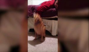 Quand ce chien entend sa chanson préférée! Jump Around!!!!
