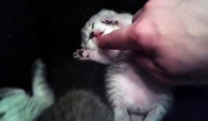 Ce chaton exténué sort sa petite langue pour téter