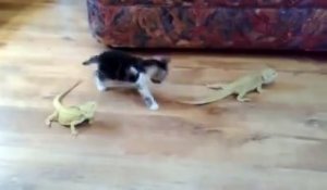 Bébé Chat VS lézard... Peur de sa vie!