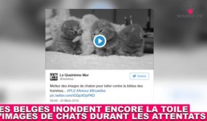 Les belges inondent encore la toile d'images de chats durant les attentats ! Tout de suite dans la minute chat #180