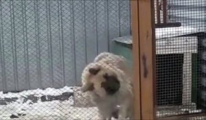 Un chien danse pour accueillir son maitre... Adorable