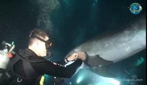 Un plongeur aide un dauphin en détresse lui ayant clairement fait comprendre qu'il avait besoin d'aide