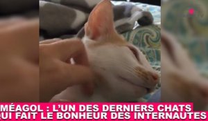 Sméagol : l'un des derniers chats qui fait le bonheur des internautes ! Tout de suite dans la minute chat #186