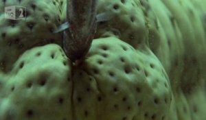 Un poisson se cache dans un concombre de mer en lui rentrant dans le derrière