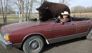 Il promène son énorme bison de compagnie... dans sa voiture !