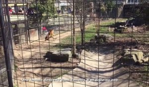 Une femme descend dans l'enclos d'un tigre au zoo