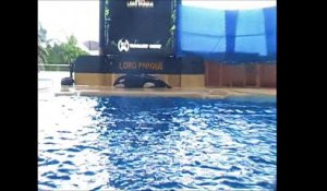 Une orque malheureuse s'échoue volontairement au parc Loro Parque à Tenerife