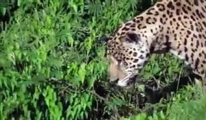 un jaguar plonge dans l'eau et attrape un caïman sous les yeux d'un touriste