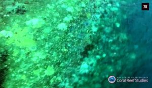 Les images du blanchissement de la barrière de corail