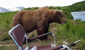 Quand un ours vient s'asseoir à coté de toi, tranquille! Flippant....