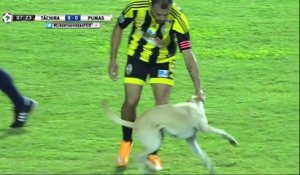 Un chien interrompt un match de foot