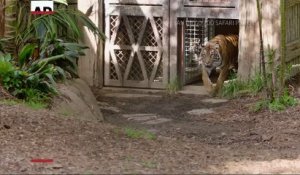 3 bébés tigres dévoilés au Zoo de San Diego !