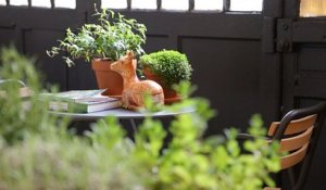 Jardin d'intérieur : l'oasis en vogue dans la maison