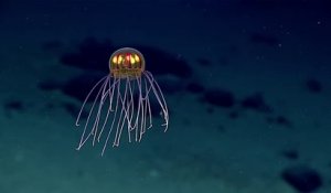 Méduse extraterrestre à 3700 mètres de profondeur