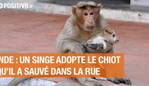 Inde : Un singe adopte le chiot qu'il a sauvé