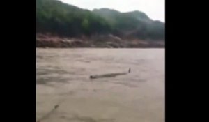 Une mystérieuse créature mi-dauphin mi-crocodile vient d'être pêchée en Chine