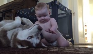 Un chien se soumet pour jouer avec un bébé !