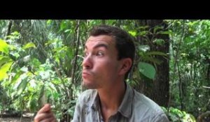BOLIVIE : trek de SURVIE en AMAZONIE -8- manger des TERMITES