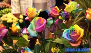 Expo Rose : Grasse devient le jardin de la reine des fleurs