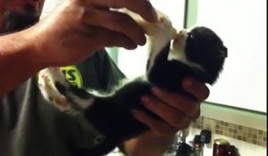 Un chaton complètement autonome avec son biberon