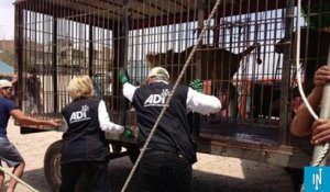 33 lions maltraités ont retrouvé la liberté grâce à une ONG