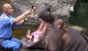 Un hippopotame se fait faire un lavage de dents... Patient l'animal: