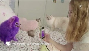 C'est au programme : une mannequin teint son chien en violet !