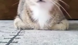 La réaction de ce chat a un film d'horreur