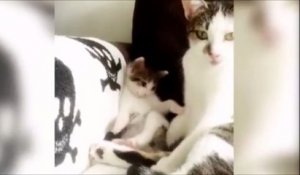 Un chaton copie sa maman au moment de la toilette