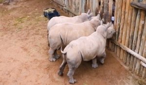 Trois bébés rhinocéros orphelins pleurent pour avoir du lait