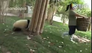 Cette jeune femme essaye de balayer les feuilles mortes de l'enclos, mais ces deux petits pandas lui pourrissent la vie